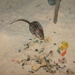 14-ratón