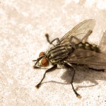4-mosca